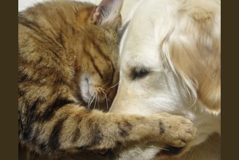 SOS: naikinamos mažos veterinarijos gydyklos