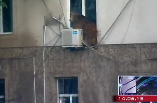 Potvynio metu Tbilisyje užfiksuota meška nebuvo Rusijos agentė, ji buvo pabėgusi iš zoologijos sodo.