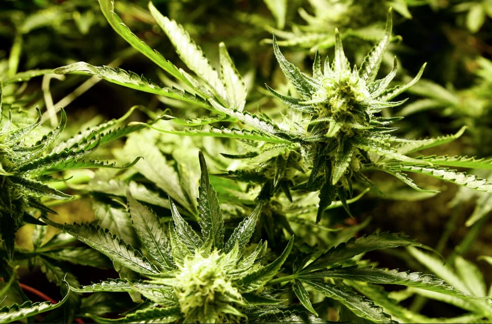 Marihuanos legalizavimas JAV: milijardus nešantis verslas