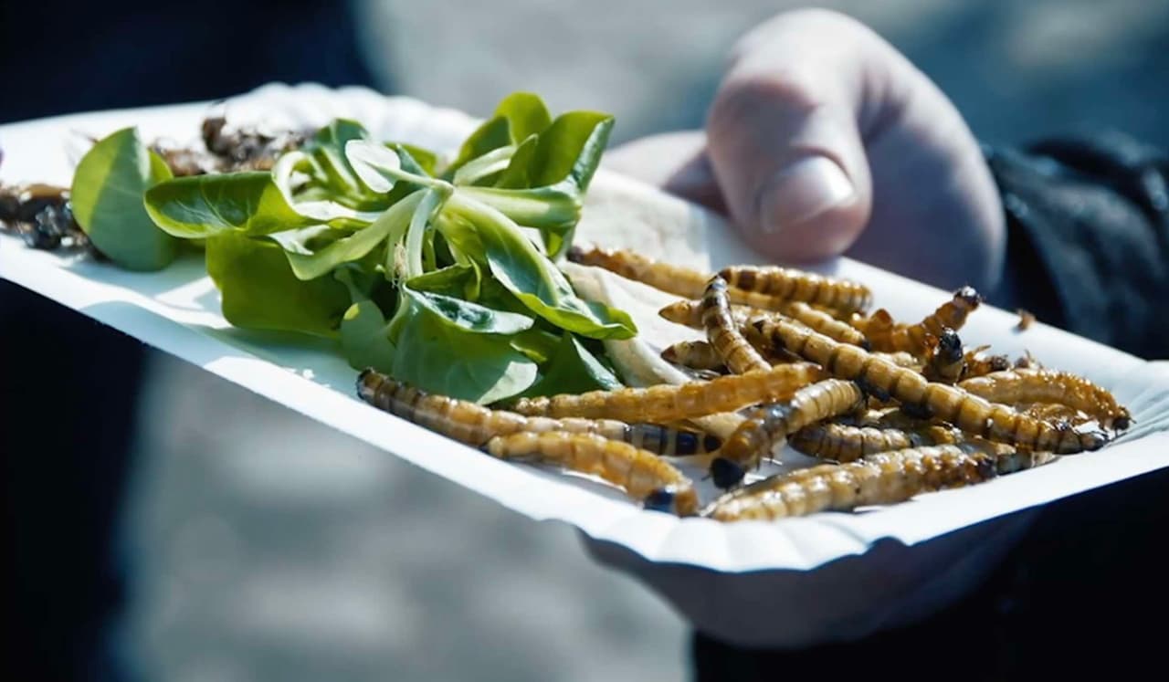 Valgyti maistą iš kirminų ir vabždžių sveika bei saugu gamtai