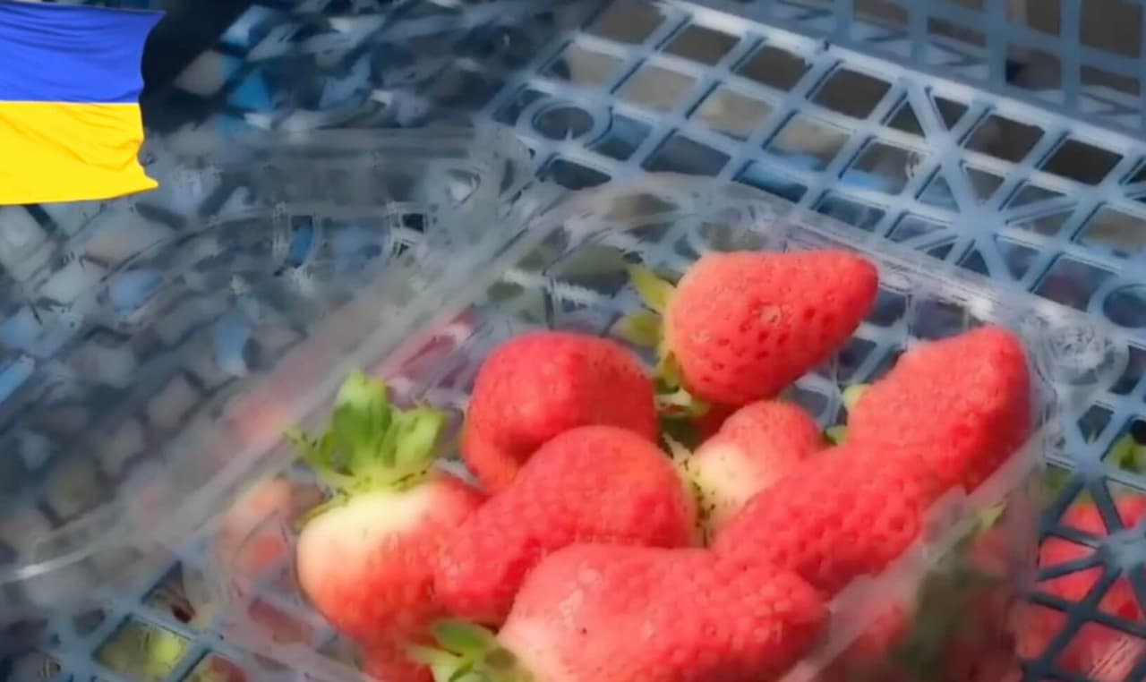 Braškių savikaina smarkiai padidėjo