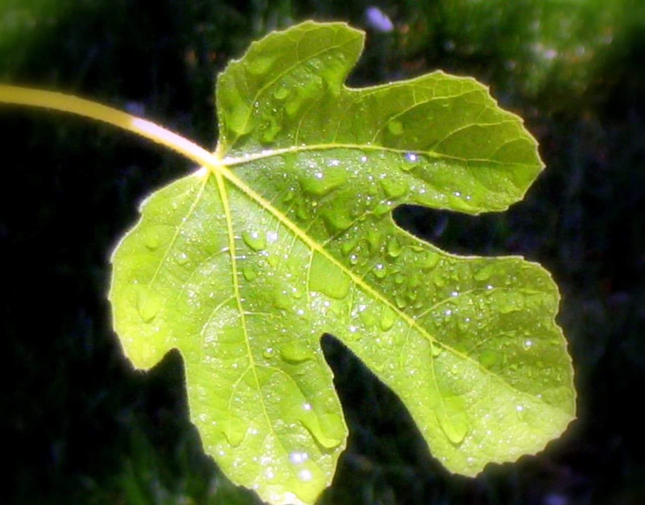 Figos lapas. Nuotr. iš wikimedia.org